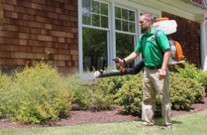 Mosquito Joe of Amherst-Charlton technician spraying bushes out of a home. 